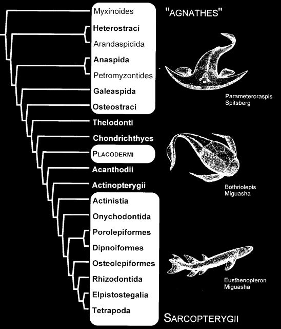 Evolutionary tree showing the main vertebrate groups