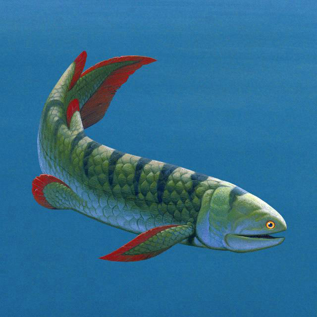 Reconstruction of the porolepiform Holoptychius
