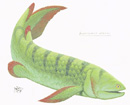 Reconstruction of the porolepiform Holoptychius jarviki