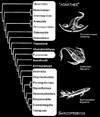 Evolutionary tree showing the main vertebrate groups