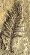 Archaeopteris halliana