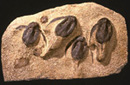Four Bothriolepis specimens