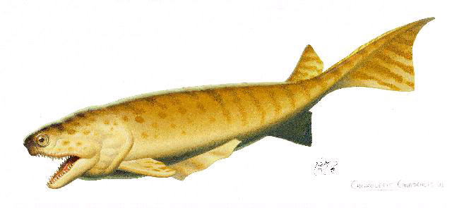 Reconstruction of Cheirolepis canadensis
