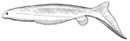 Reconstruction of Euphanerops