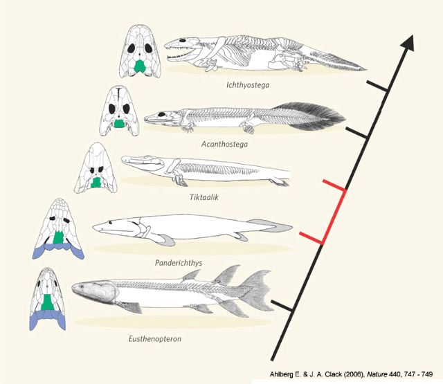 The transition of sarcopterygian fishes towards the first tetrapods