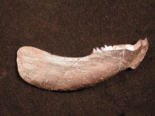 Lower jaw plate from Plourdosteus